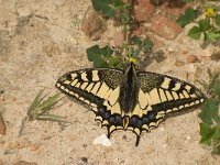 Papilio machaon 48, Koninginnepage, Saxifraga-Willem van Kruijsbergen