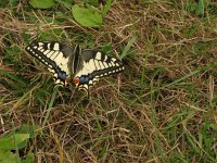 Papilio machaon 49, Koninginnepage, Saxifraga-Harry van Oosterhout