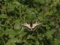 Papilio machaon 54, Koninginnepage, Saxifraga-Bas Klaver