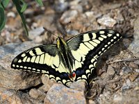Papilio machaon 55, Koninginnepage, Saxifraga-Bart Vastenhouw