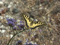 Papilio machaon 56, Koninginnepage, Saxifraga-Theo Verstrael
