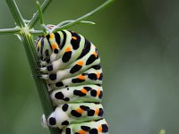 Papilio machaon 57, Koninginnepage, Saxifraga-Jelmer Reyntjes : Papilio machaon, koninginnenpage, rups, tuin, venkel, vlinder