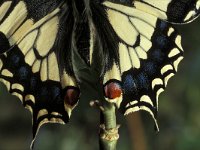 Papilio machaon 6, Koninginnepage, Vlinderstichting-Nely Honig