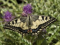 Papilio machaon 60, Koninginnepage, Saxifraga-Willem van Kruijsbergen