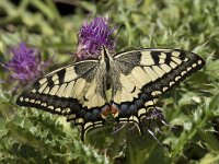 Papilio machaon 61, Koninginnepage, Saxifraga-Willem van Kruijsbergen