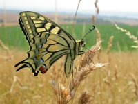 Papilio machaon 64, Koninginnepage, Saxifraga-Ed Stikvoort
