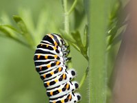 Papilio machaon 65, Koninginnenpage, Saxifraga-Mark Zekhuis