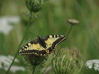 Papilio machaon 68, Koninginnepage, Saxifraga-Henk Sierdsema