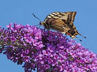 Papilio machaon 69, Koninginnepage, Saxifraga-Mark Zekhuis
