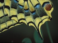 Papilio machaon 7, Koninginnepage, Vlinderstichting-Nely Honig