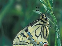 Papilio machaon var gorganus 32, Koninginnepage, female, Saxifraga-Frits Bink