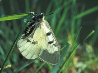 Parnassius mnemosyne 1, Zwarte apollovlinder, female, Saxifraga-Frits Bink