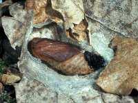 Parnassius mnemosyne 3, Zwarte apollovlinder, pupa, Saxifraga-Frits Bink
