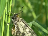 Parnassius mnemosyne 4, Zwarte apollovlinder, Vlinderstichting-Kars Veling