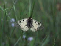 Parnassius mnemosyne 7, Zwarte apollovlinder, Vlinderstichting-Albert Vliegenthart