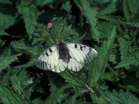 Parnassius mnemosyne 8, Zwarte apollovlinder, Vlinderstichting-Kars Veling