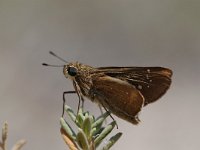 Pelopidas thrax 1, Gierstdikkopje, Vlinderstichting-Albert Vliegenthart