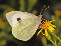 186_13, Groot koolwitje : Groot koolwitje, female, Pieris brassicae, Large white butterfly