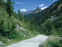 Pieris bryoniae 2, Berg geaderd witje, habitat, I, Aosta, Val Veny, Vlinderstichting-Kars Veling