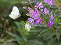 Displaying pair of Green-veined white (Pieris napi); male movement blur  Displaying pair of Green-veined white (Pieris napi); male movement blur : flower, insect, white, Green-veined White, Pieris napi, butterfly, butterflies, pair, fauna, wildlife, nature, natural, purple, summer, summertime, displaying, display, courtship, outside, outdoor, no people, nobody, fireweed, Chamaenerion angustifolium, willowherb, male, female, movement blur, blurred