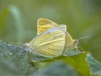 Two White butterflies making love  Couple of Mating White Butterfly (Pieris) : animal, background, beauty, brassicae, butterfly, cabbage, close, close-up, closeup, couple, detail, entomology, environment, fauna, female, flora, flower, harmony, insect, insects, isolated, large, love, macro, mating, meadow, moth, nature, pair, pieris, plant, posing, profile, rapae, red, reproduce, reproduction, scene, small, spring, summer, white, wild, wildlife, wings, yellow