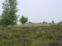 Plebeius argus 10, Heideblauwtje, habitat, Vlinderstichting-Henk Bosma