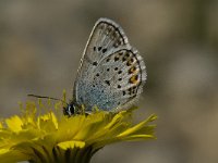 Plebeius argus 19, Heideblauwtje, male, Saxifraga-Jan van der Straaten