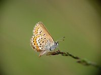 Plebeius argus 27, Heideblauwtje, Vlinderstichting-Henk Bosma