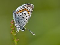 Silver Studded Blue Butterfly  Silver Studded Blue Butterfly (plebeius argus) covered in mornig dew : Plebejus argus, animal, antenna, argus, background, beautiful, blue, branch, brown, butterfly, decorate, decorative, dew, drop, droplet, ecology, europe, exotic, flight, flutter, fly, garden, graceful, green, heath, heathland, insect, macro, morning, multiple, natural, nature, pink, plebeius, plebeius argus, pretty, red, season, seasonal, spring, springtime, summer, summertime, vivid, white, wild, wildlife, wing