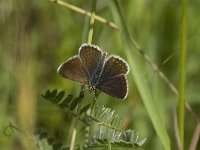 Plebeius argus 7, Heideblauwtje, female, Saxifraga-Jan van der Straaten