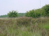 Plebeius argus 8, Heideblauwtje, habitat, Vlinderstichting-Henk Bosma