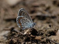 Plebeius argyrognomon 13, Kroonkruidblauwtje, Vlinderstichting-Albert Vliegenthart