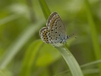 Plebeius idas 1, Vals heideblauwtje, female, Saxifraga-Jan van der Straaten