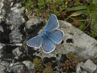 Plebeius idas 10, Vals heideblauwtje, male, Saxifraga-Jan van der Straaten