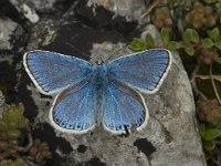 Plebeius idas 12, Vals heideblauwtje, male, Saxifraga-Jan van der Straaten