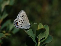 Plebeius optilete 11, Veenbesblauwtje, Vlinderstichting-Albert Vliegenthart