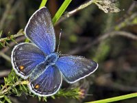 238_06, Veenbesblauwtje : Veenbesblauwtje, Cranberry Blue, Plebeius optilete, female