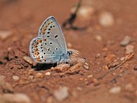 Plebeius pylaon 3, Oostelijk saffierblauwtje, Vlinderstichting-Albert Vliegenthart
