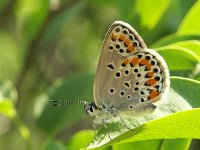 Plebeius pylaon 4, Oostelijk saffierblauwtje, Vlinderstichting-Chris van Swaay  5.14 09:08