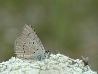Polyommatus admetus 2, Oostelijk esparcetteblauwtje, Vlinderstichting-Jaap Bouwman : hongarije 2
