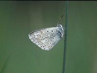 Polyommatus albicans 1, Kwartsblauwtje, Vlinderstichting-Kars Veling