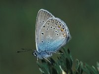 Polyommatus amandus 13, Wikkeblauwtje, Saxifraga-Robert Ketelaar