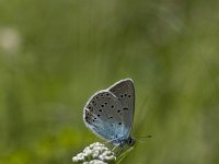 Polyommatus amandus 15, Wikkeblauwtje, Vlinderstichting-Henk Bosma