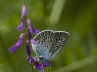 Polyommatus amandus 19, Wikkeblauwtje, Vlinderstichting-Henk Bosma