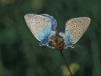 Polyommatus amandus 2, Wikkeblauwtje, Saxifraga-Robert Ketelaar