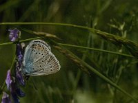 Polyommatus amandus 39, Wikkeblauwtje, male, Saxifraga-Jan van der Straaten