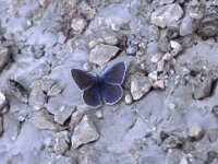 polyommatus andronicus 3, Grieks icarusblauwtje, Vlinderstichting-Albert Vliegenthart