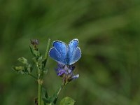 Polyommatus bellargus 13, Adonis blauwtje, male, Saxifraga-Arthur van Dijk