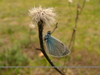 Polyommatus coelestina 3, Kobaltblauwtje, Saxifraga-Harry van Oosterhout : Griekenland, vlinder, insect, natuur, blauwtje
