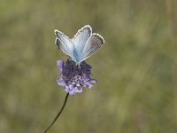 Polyommatus coridon 108, Bleek blauwtje, Saxifraga-Willem van Kruijsbergen